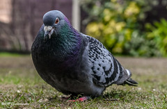 Pigeons in the Garden 10.02.2021
