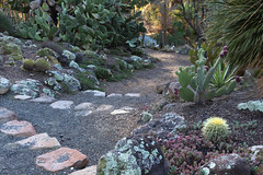 UC-Berkeley Botanical Garden February 2021.