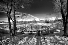 Wintertime Laarne Belgium Black & White 001