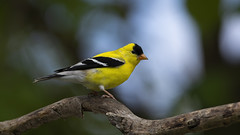Goldfinch of 2020