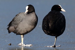 Coots' (Rallidae)