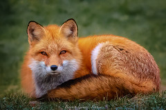 FOXES OF LONG ISLAND