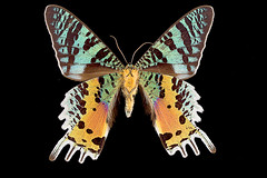 butterflies-macro
