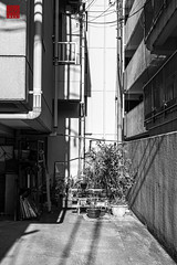 plants in the city・都市の植物