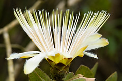 Proteaceae