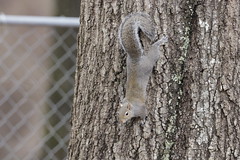 2-14-2021 Bitty- Eastern Gray Squirrel (Sciurus carolinensis)