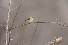 2-4-2021 American Goldfinch (Spinus tristis)