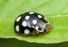 Beetles (Coleoptera) of Alberta