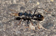 Hymenoptera - Ants