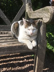 Cats Of The National Trust