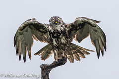Brown Snake Eagle taking off
