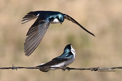 Bird Families: Swallows (Hirundinidae)