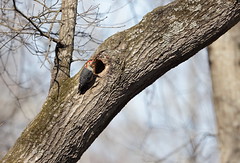 2-17-2021 Red-bellied Woodpecker (Melanerpes carolinus)
