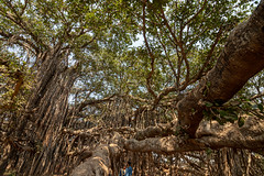 Trees: MahakaliVad, Gujarat, India