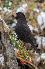 Blackbird  