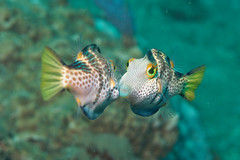 Canthigaster Fight