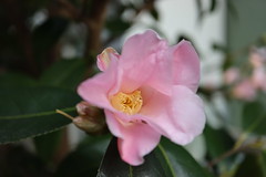 Camellia 2021