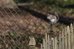 2-17-2021 Posey- Eastern Gray Squirrel (Sciurus carolinensis)