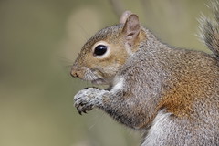 2-17-2021 Hector- Eastern Gray Squirrel (Sciurus carolinensis)