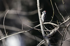 2-17-2021 Downy Woodpecker (Picoides pubescens)
