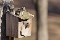 2-17-2021 Eastern Gray Squirrels (Sciurus carolinensis)