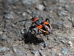 Hemiptera -Bugs