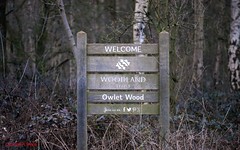 Owlet Wood 20/02/2021