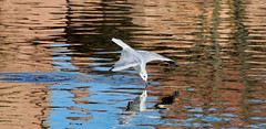 A seagull in the Meridiana Park