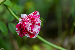 Rose - Scentimental Floribunda