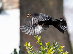 Blackbird   