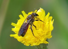Hymenoptera -Bees