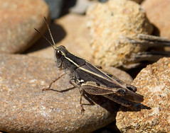 Orthoptera - Caelifera - Grasshoppers