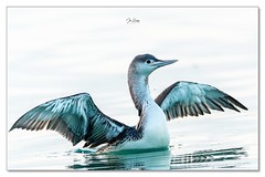 Red Throated Diver 
