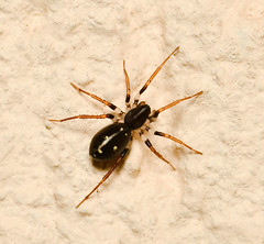 Spiders:Zodariidae