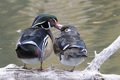 Bird Families: Ducks, Geese, and Waterfowl (Anatidae)
