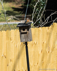 Backyard Bluebird Watching - Spring, 2021