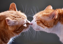 Nose-Touch Greeting 