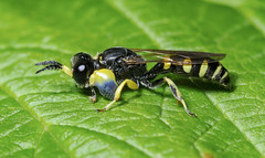 Square-headed Wasps (Crabronidae)
