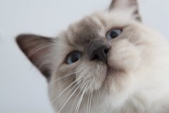 Milo, a cat