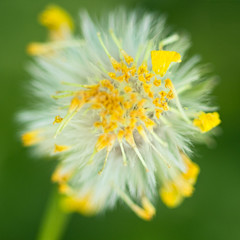 Dandelions on a Green background 