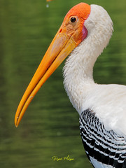 ranganathitu Bird Sanctuary