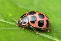 Lady Beetles (Coccinellidae)