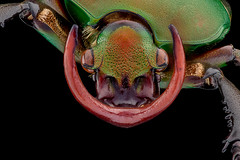 beetle macro 