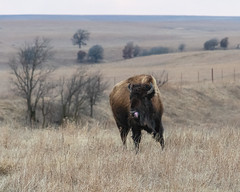 Tallgrass Prairie, Oklahoma Preserve