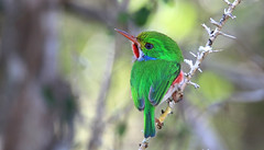2019 Oiseaux de Cuba - Birds of Cuba