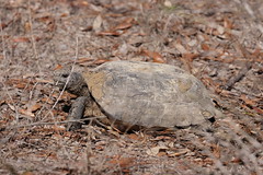 3-4-2021 Gopher Tortoise (Gopherus polyphemus)