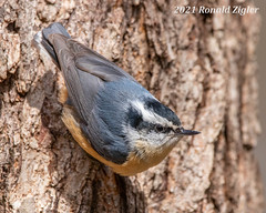 Backyard Red-breasted Nuthatches
