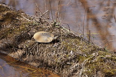 2-28-2021 Eastern Painted Turtle (Chrysemys picta picta)