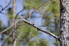 3-4-2021 Chipping Sparrow (Spizella passerina)