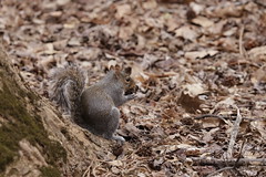 2-28-2021 Eastern Gray Squirrel (Sciurus carolinensis)